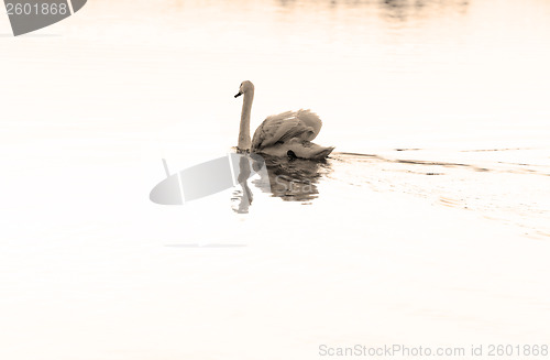 Image of Lonely swan