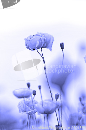 Image of Red poppies