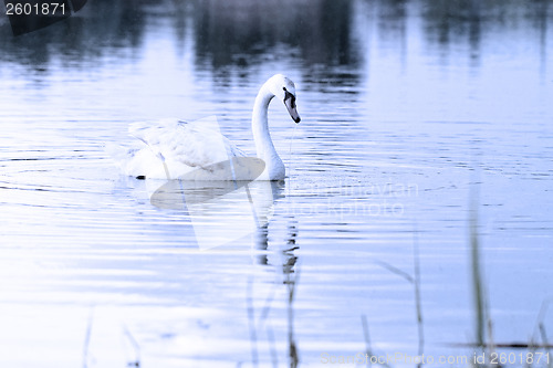 Image of Lonely swan