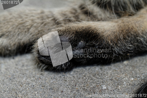 Image of Cat feet