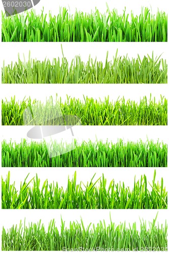 Image of Green grass