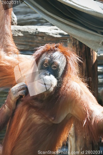 Image of Orangutan