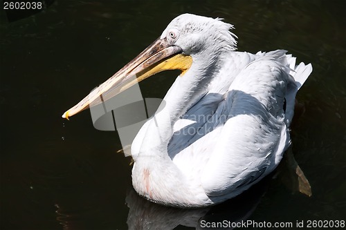 Image of Pelican