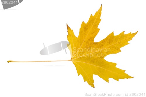 Image of Maple leaf