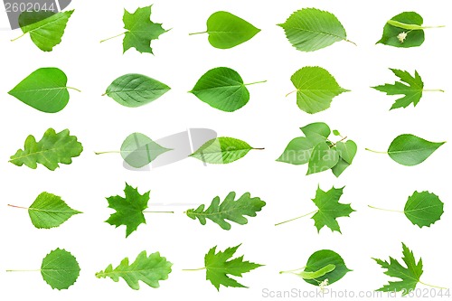 Image of Green Leaves