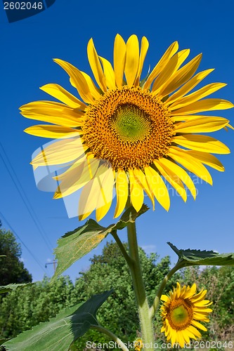 Image of Sunflower