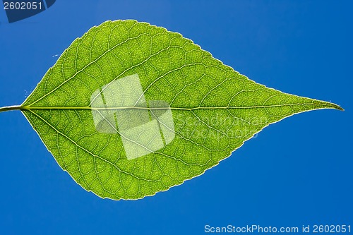 Image of Green leaf