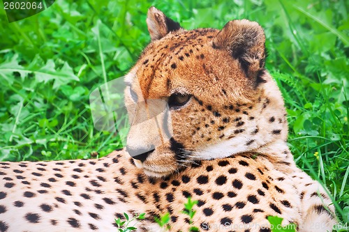 Image of Cheetah