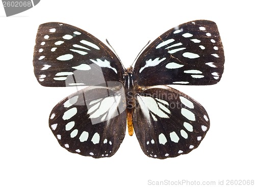 Image of Butterfly Euxanthe eurinome