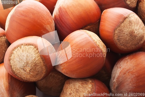 Image of Hazelnuts or filbert