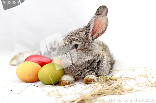 Image of Gray rabbit