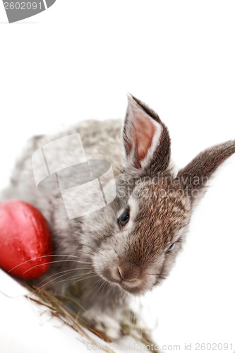 Image of Gray rabbit