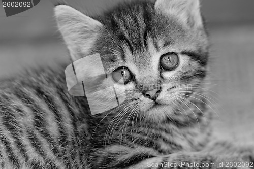Image of Tabby kitten