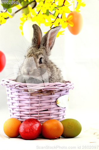 Image of Gray rabbit
