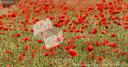 Image of Red poppies
