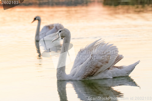 Image of Lonely swan