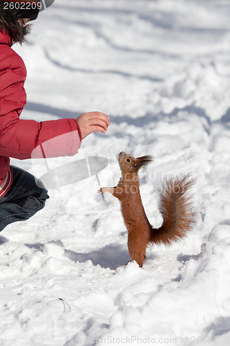 Image of Feeding squirrel