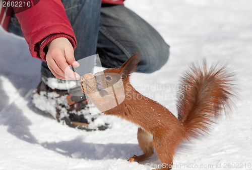 Image of Feeding squirrel