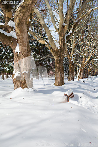 Image of City park in winter