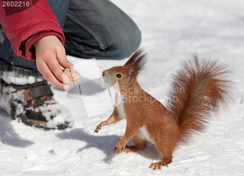 Image of Feeding squirrel