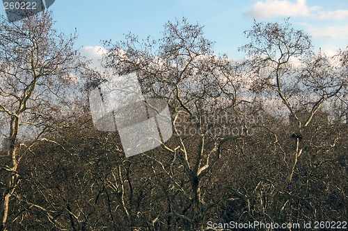 Image of Death forest