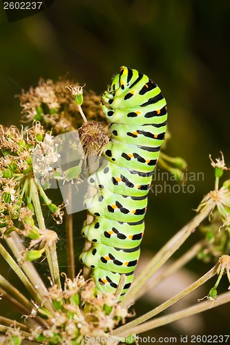 Image of Caterpillar