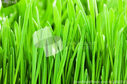 Image of Green grass