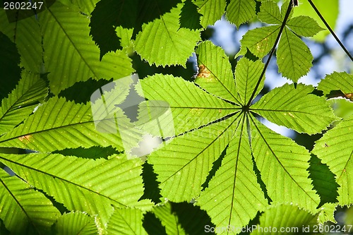 Image of Leaves background
