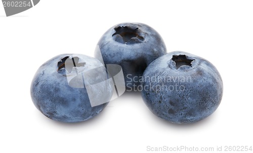 Image of Blueberry