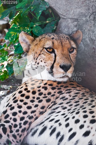 Image of Cheetah