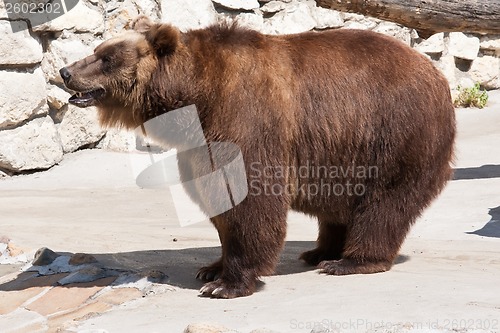 Image of Bear