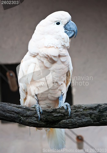 Image of Cockatoo parrot