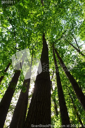 Image of Green forest