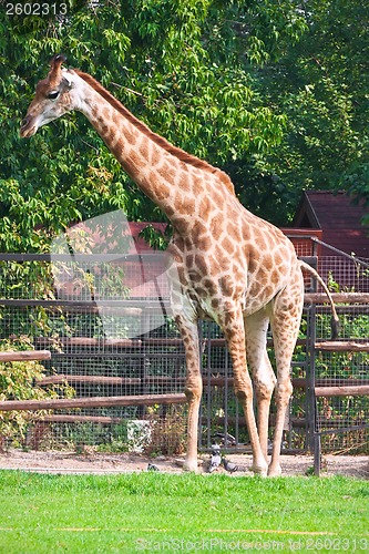 Image of Giraffe