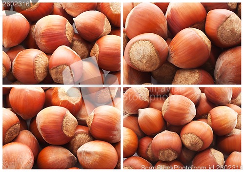 Image of Hazelnuts or filbert nuts