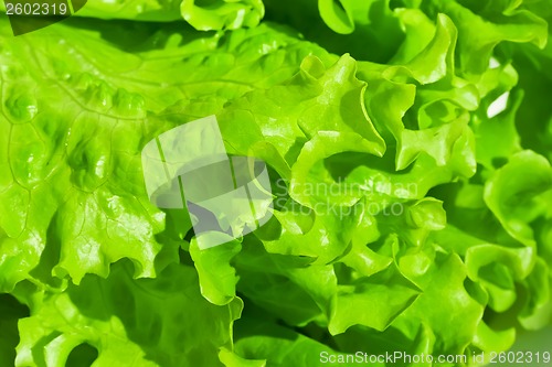 Image of Lettuce