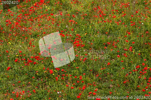 Image of beautiful poppy field in red and green landscape 