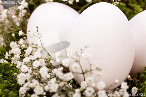 Image of Plain undecorated Easter eggs in a nest