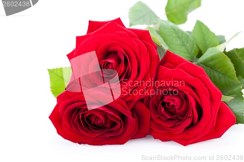 Image of beautiful red rose on white bachground isolated