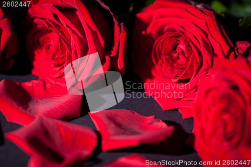 Image of beautiful red rose flower on black background