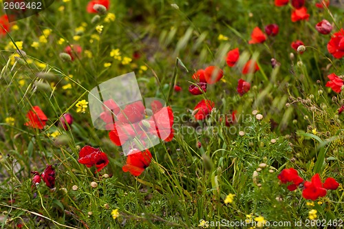 Image of beautiful poppy field in red and green landscape 