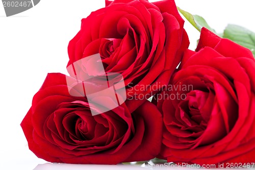 Image of beautiful red rose on white bachground isolated