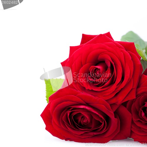 Image of beautiful red rose on white bachground isolated