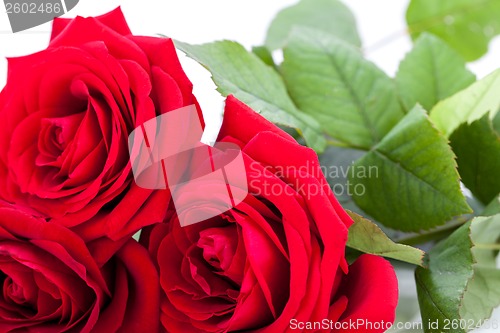 Image of beautiful red rose on white bachground isolated