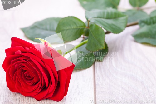 Image of beautiful red rose on white bachground