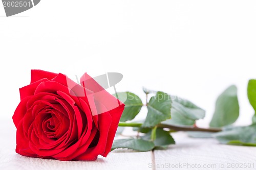 Image of beautiful red rose on white bachground