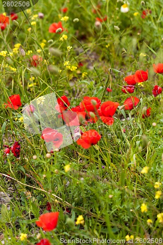 Image of beautiful poppy field in red and green landscape 