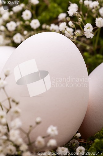 Image of Plain undecorated Easter eggs in a nest