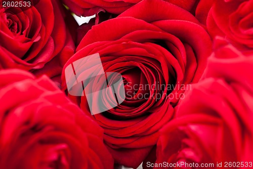 Image of beautiful red rose flower on black background