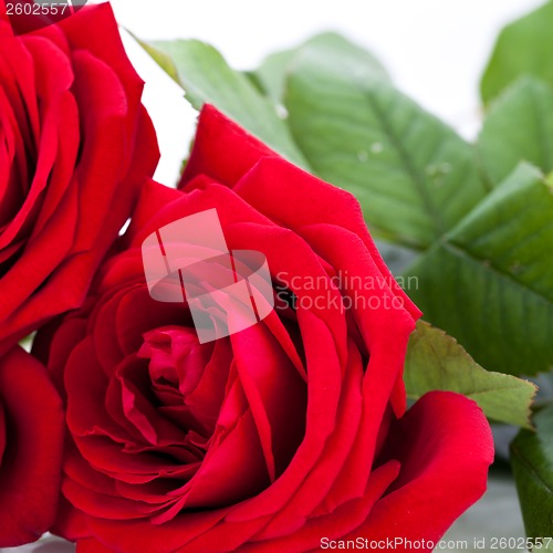 Image of beautiful red rose on white bachground isolated